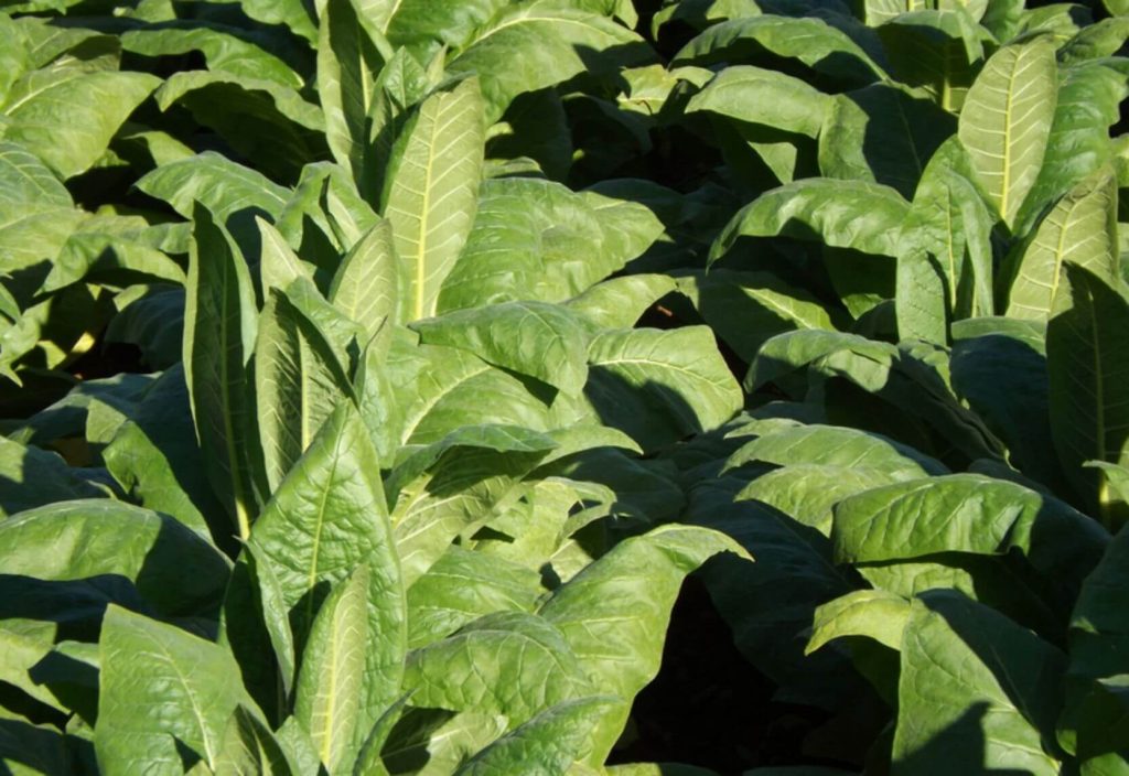 Title:
The ultimate guide to growing tobacco in Spain
Description:
The do's and don'ts of growing tobacco in Spain.
Alt Image: