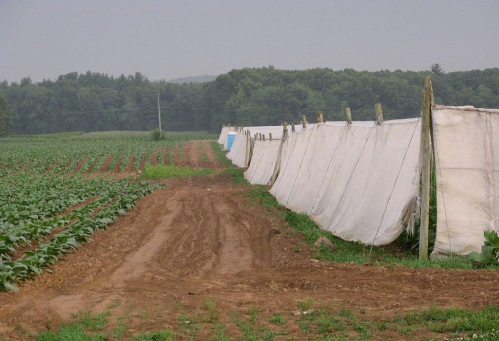 A field of Connecticut Shade tobacco plants