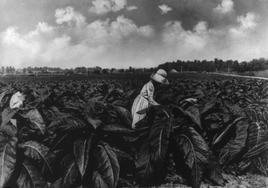 A tobacco farmer in Kentucky